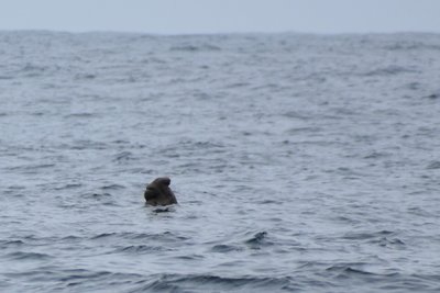 elephant seal