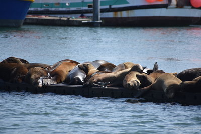 California sea lions