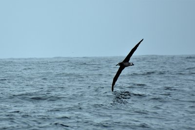 albatross