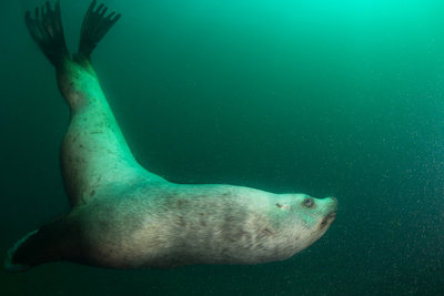 This huge male seal lion greeted me in the Narrows.  This was a &quot;test shot&quot; I hadn't even really set up my strobes yet :)
