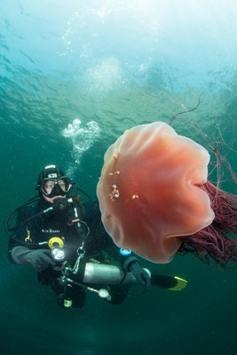 We saw a few Lion's Maine Jellies