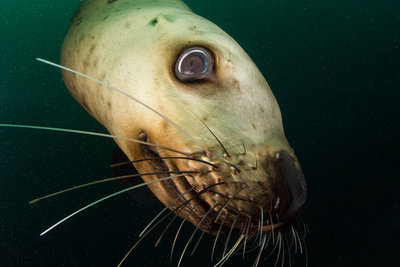 A couple smaller or female sealions came by to check us out as well.  This one was apparently biting at my fins when I wasn't looking!