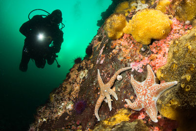 A typical scene off Quadra Island.  Lots of sponges and neon strawberry anemones