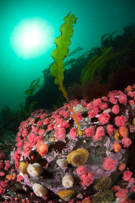 Proliferating anemones in the narrows!