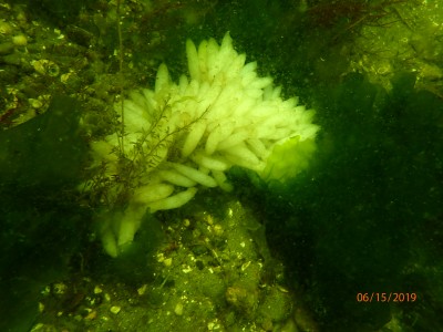 Big egg cluster 3 tree 55’ depth