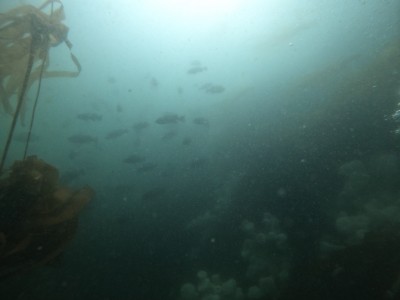 school of blue rockfish