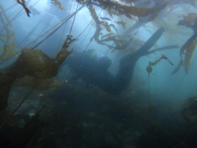 dive buddy getting tangled in the kelp