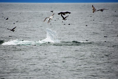 bubble feeding