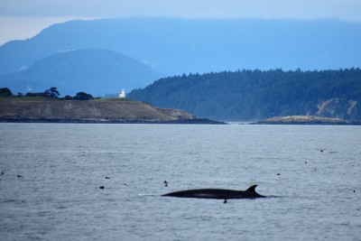 Cattle Point Lighthouse with Minke Whale