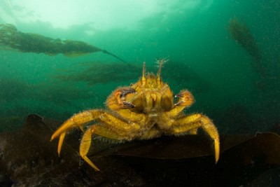 Helmet crab