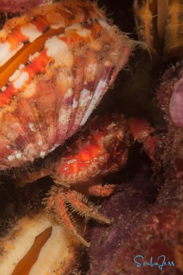 Little Pygmy Crab and some scallops