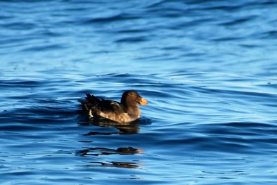 Puffin