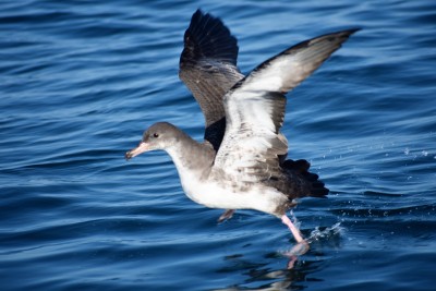 Pink footed shearwater