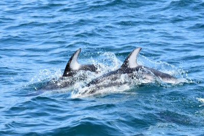 Dolphin pair