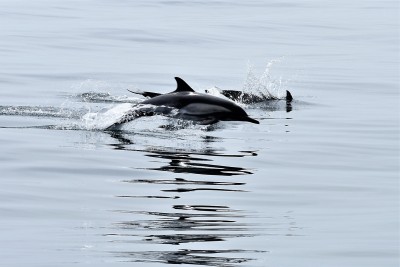 Common Dolphin