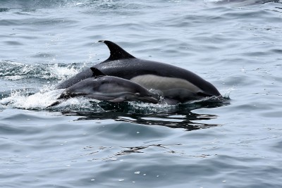 Mother dolphin with calf