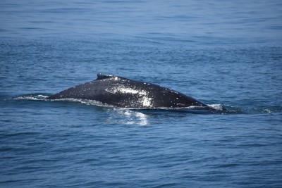 Humpback &quot;humping&quot;