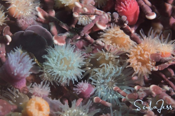 Cotton candy Anemones fireworks show at Race Rocks