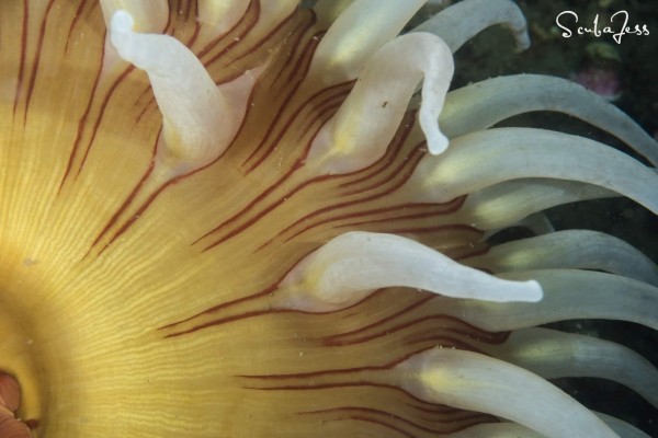 Fish eating anemones
