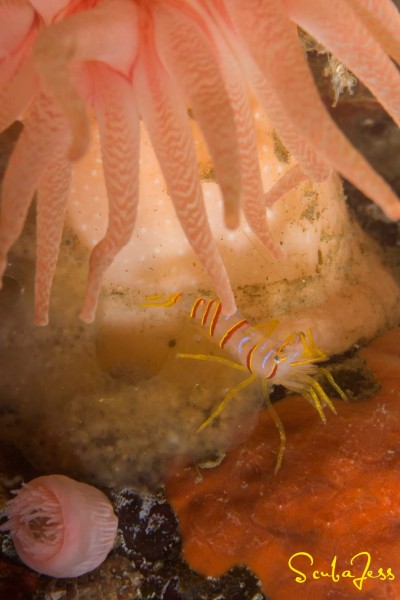 Candy Stripe Shrimp!!!