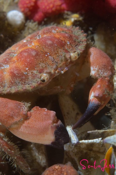 Happy Pygmy Crab eating lunch