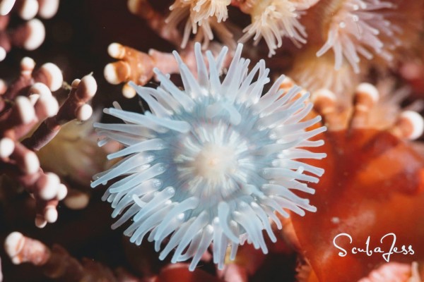 Blue Proliferating Anemone