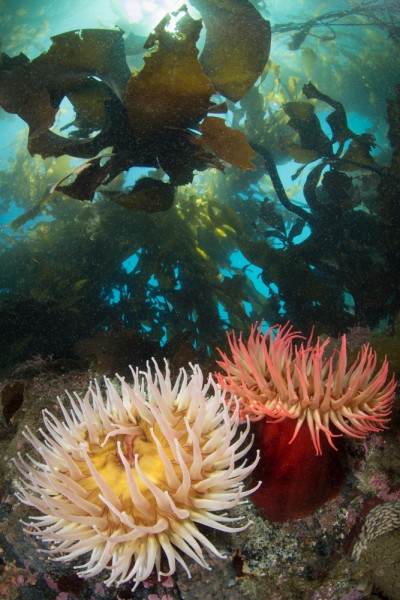 Some fish eating anemones in the kelp beds from the west shores of Victoria