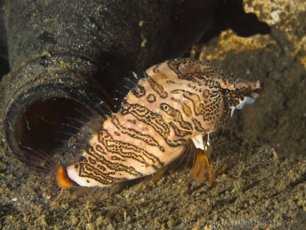 Grunt Sculpin and Bottle.jpg