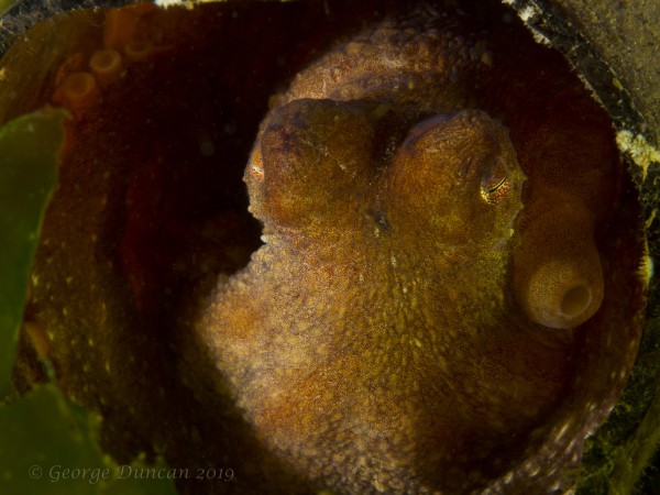 Red Octopus Hiding in Bottle.jpg