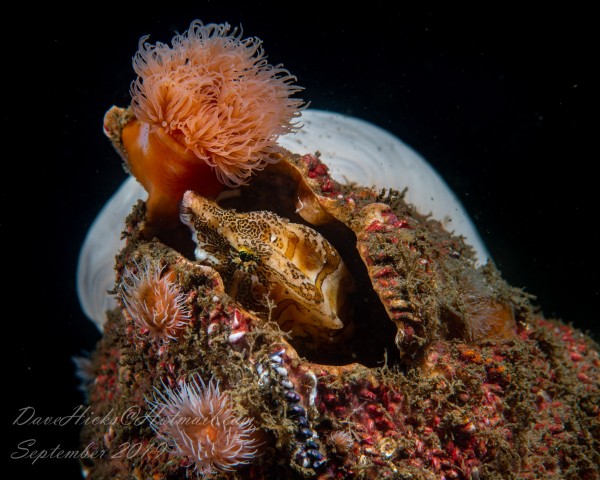 Redondo Pier September 05, 2019 (74 of 108).JPG