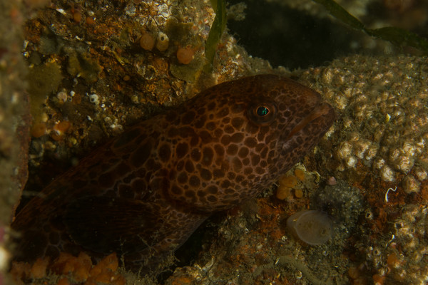 Juvie Wolf Eel at Point Hudson 2 (1 of 1).JPG