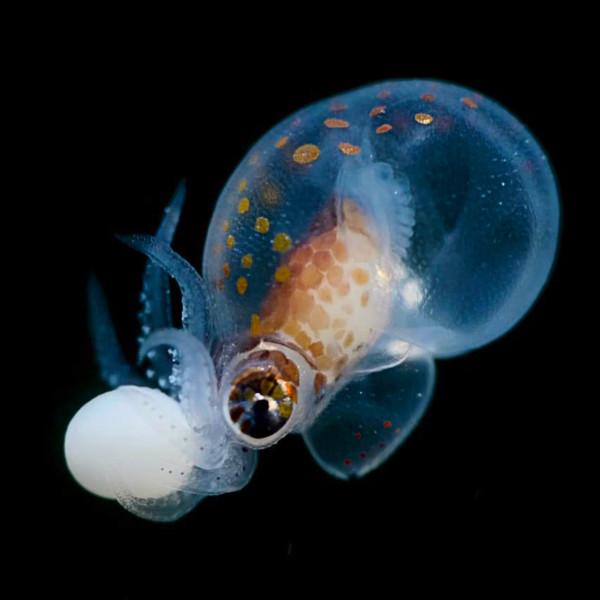 Giant pacific octopus hatchling.