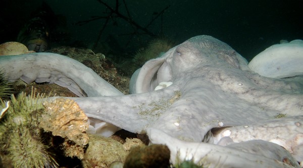 mother octopus dying.jpg