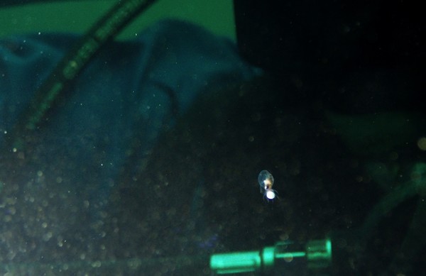 Baby octo in front of diver.jpg