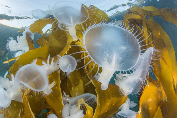 Hooded Nudibranchs by the thousands