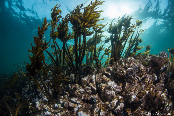 Mussels and kelp in the surge zone