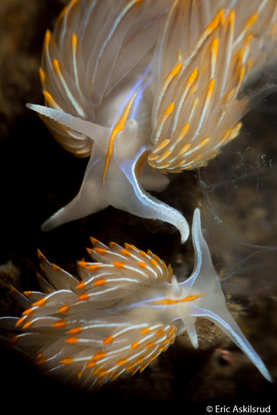Opulescent Nudibranchs are cannibals and hermaphrodites. They're also usually poisonous to predators... hence i was surprised when I observed a shrimp eating one on this trip!