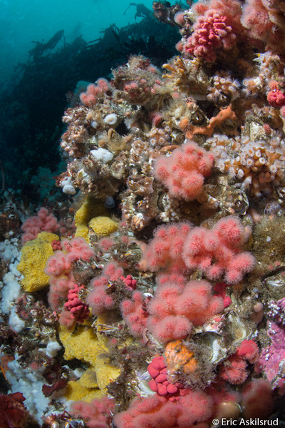 A reef scene from Ruth's Rocks