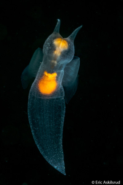 A sea angel, from Copper Cliffs, near Campbell River BC