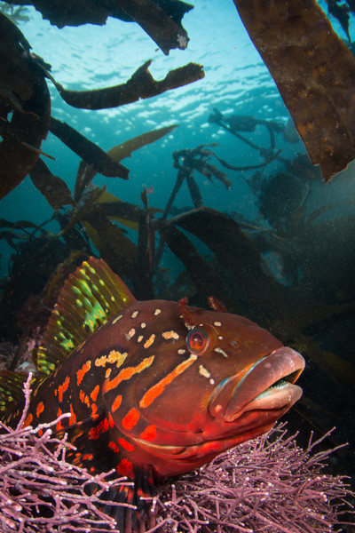 Male kelp greenling