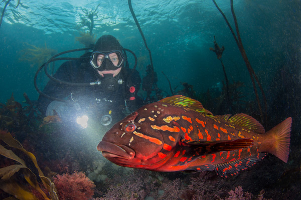 Scubajess and a fiesty rock greenling