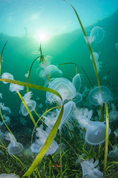 Hooded nudibranchs on eelgrass