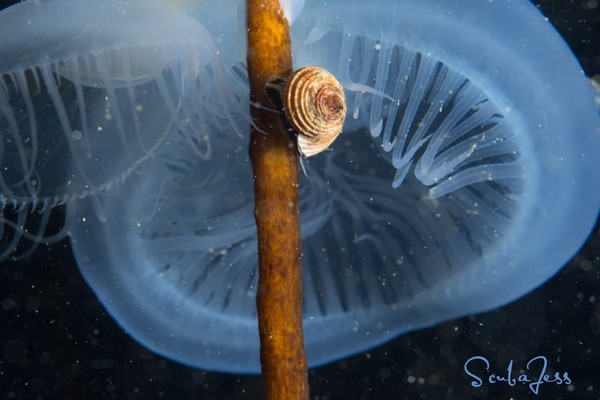 Top Snail &amp; Hooded Nudibranch