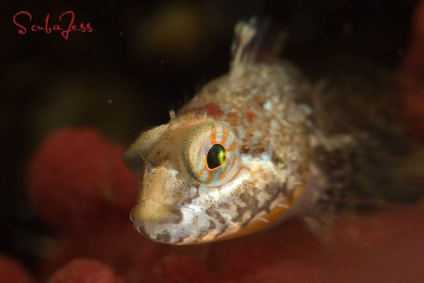 Baby Sculpin