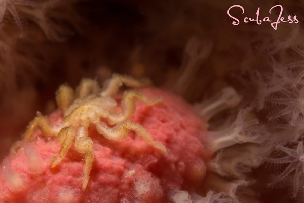 Tiny sea spider on red soft coral