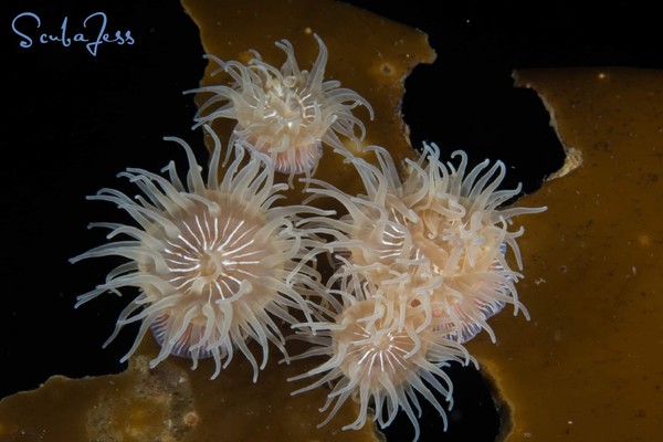 Brooding Anemones were all over the kelp