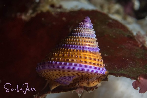 My favorite kind of Top Snail , thanks to YE for finding for me on my last dive