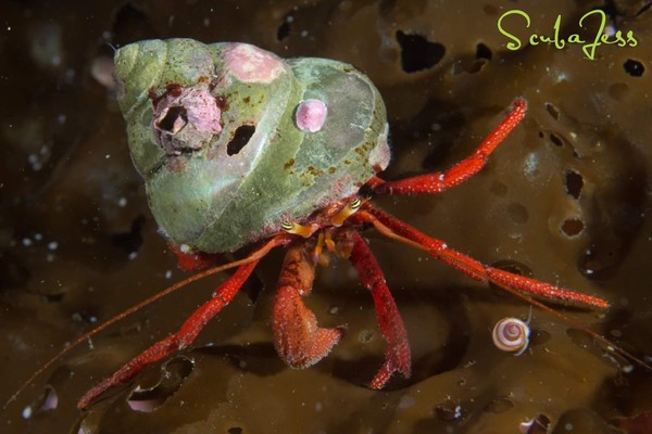 I loved all the adorable hermit crabs