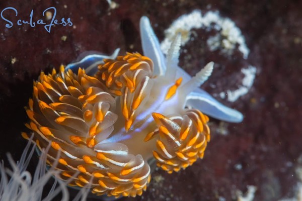 Nudi Laying the next generation