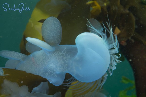 Teenage Hooded Nudibranch, I loved his Mohawk